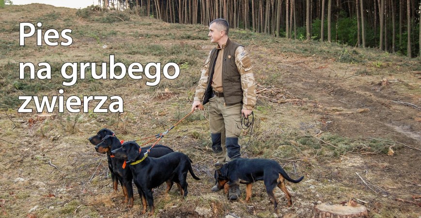Pies myśliwski na dziki